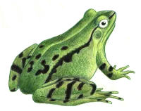 grenouille
