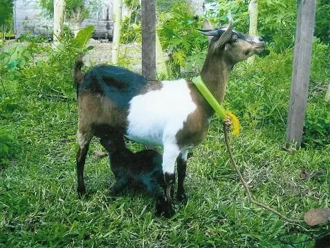 Copie_de_Sabrina_3_avec_le_petit_chevreau_noir_Manja