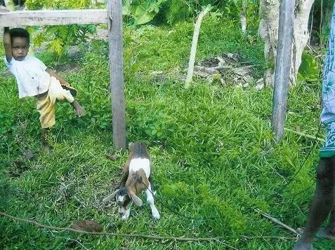 Copie_de_Le_petit_chevreau_BALY